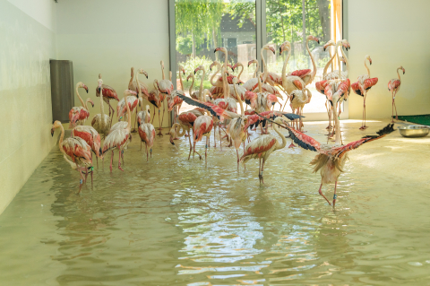 Flamingi w zoo będzie można podziwiać przez cały rok. Wybudowano im specjalny pawilon - 1
