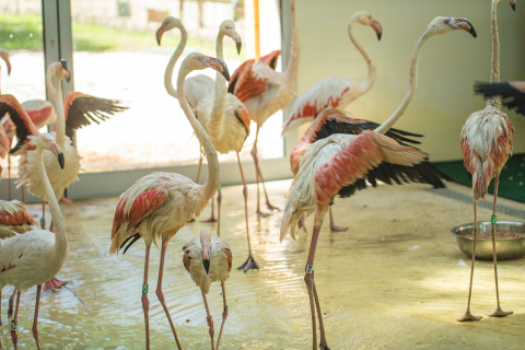 Flamingi w zoo będzie można podziwiać przez cały rok. Wybudowano im specjalny pawilon - 2