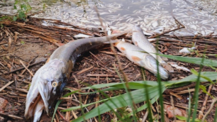 Śnięte ryby w Odrze. GIOŚ monitoruje wodę