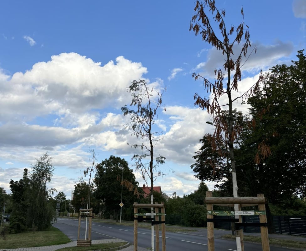 Samowolka może zabić drzewa na wrocławskim Psim Polu - fot. RW