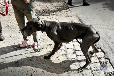 Dolny Śląsk: Skrajnie wychudzone psy trafiły do schroniska. Właścicielka z zarzutami - 2