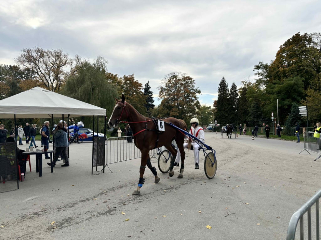 Na wrocławskim Torze Wyścigów Konnych walczyli o puchar Crystal Cup - fot. Joanna Jaros