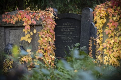 Najbardziej nietypowe muzeum we Wrocławiu. Stary Cmentarz Żydowski  - 15