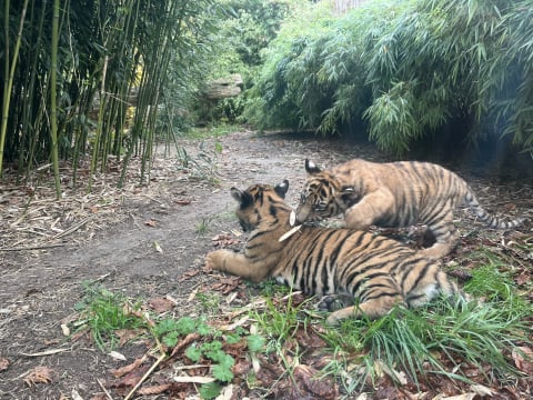 Tygrysy z Zoo Wrocław mają już imiona!  - 1