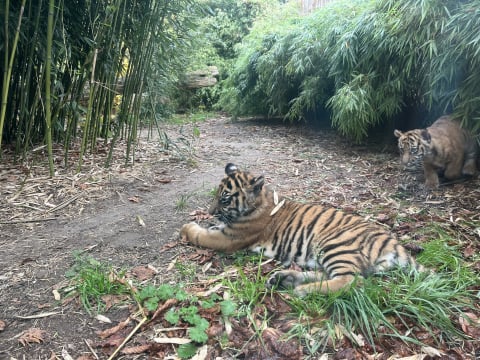 Tygrysy z Zoo Wrocław mają już imiona!  - 3