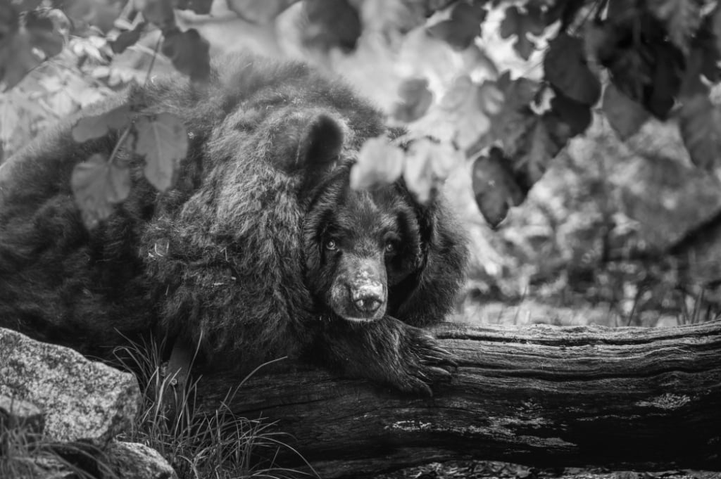 Wrocławskie zoo żegna niedźwiedzicę Józię. Była jednym z najstarszych zwierząt - Fot: FB Zoo Wrocław