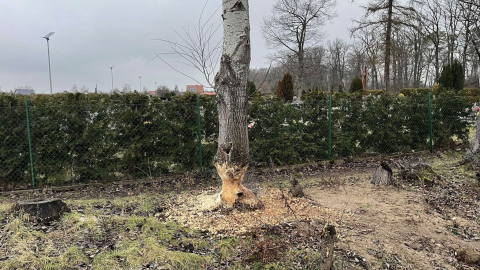 Bobry obgryzły drzewo, którego pień był zabezpieczony przed... bobrami - 0