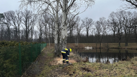 Bobry obgryzły drzewo, którego pień był zabezpieczony przed... bobrami - 3