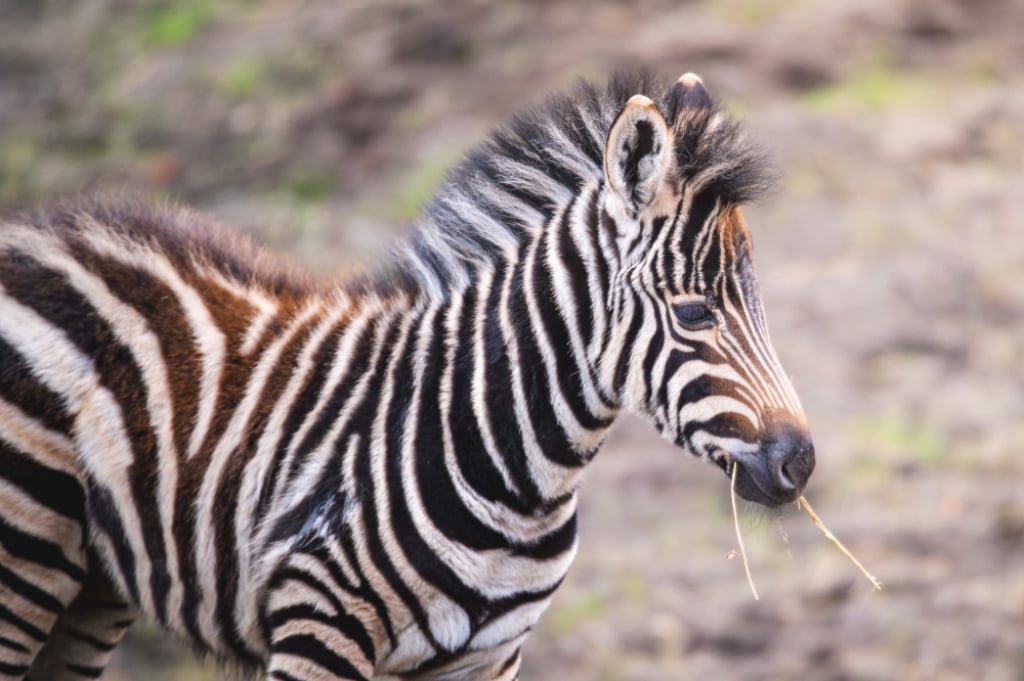 Grudniowe baby boom we wrocławskim zoo. Zobacz małe surykatki i zebrę - Dwie surykatki i zebra to nowi, mali mieszkańcy wrocławskiego zoo. Fot. ZOO Wrocław