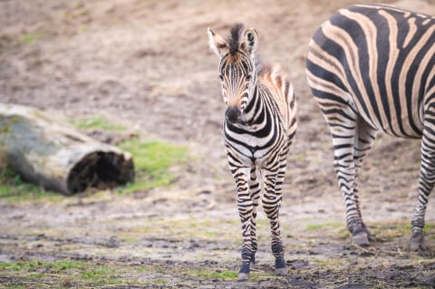 Grudniowe baby boom we wrocławskim zoo. Zobacz małe surykatki i zebrę - 0