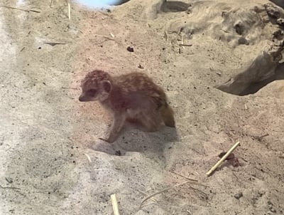 Grudniowe baby boom we wrocławskim zoo. Zobacz małe surykatki i zebrę - 4