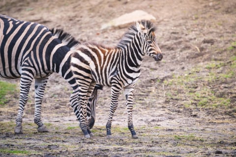 Grudniowe baby boom we wrocławskim zoo. Zobacz małe surykatki i zebrę - 1