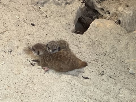 Grudniowe baby boom we wrocławskim zoo. Zobacz małe surykatki i zebrę - 3