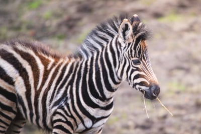 Grudniowe baby boom we wrocławskim zoo. Zobacz małe surykatki i zebrę