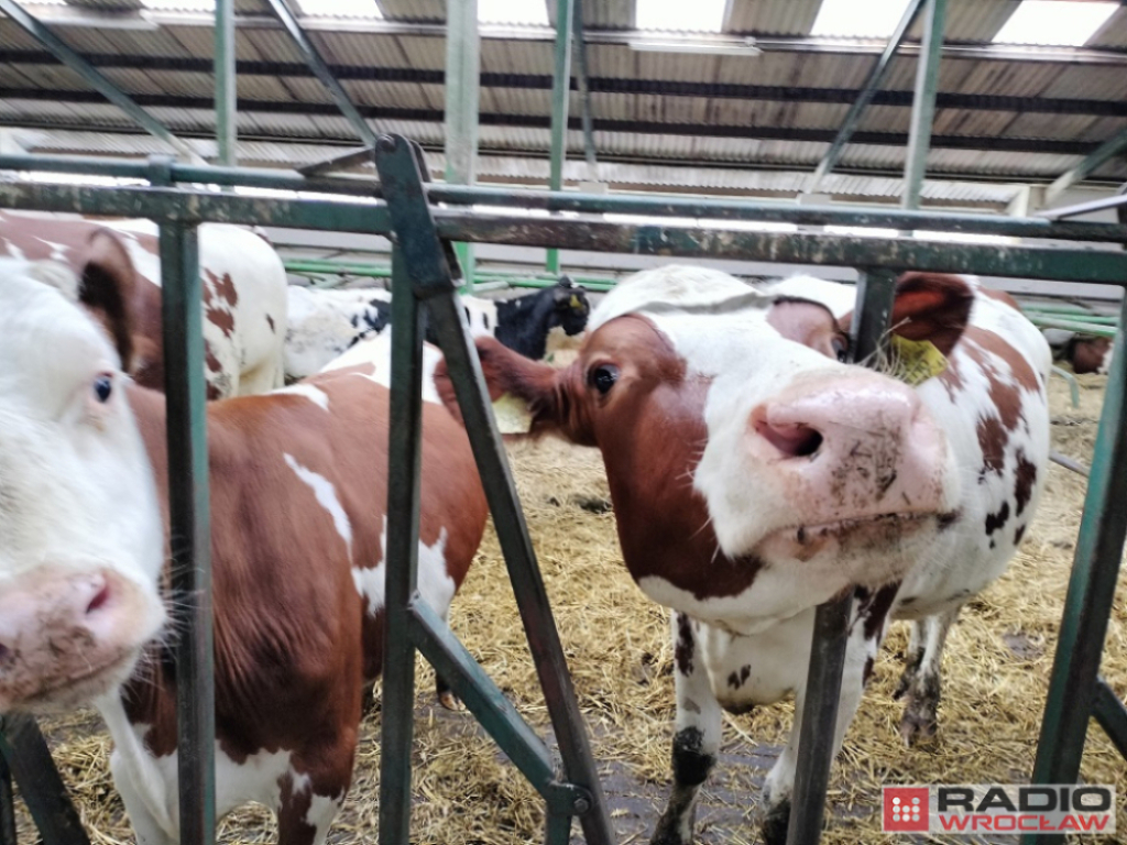 Koniec kontroli weterynaryjnej na granicy z Niemcami. Ryzyko zakażeń pryszczycą jest już niskie