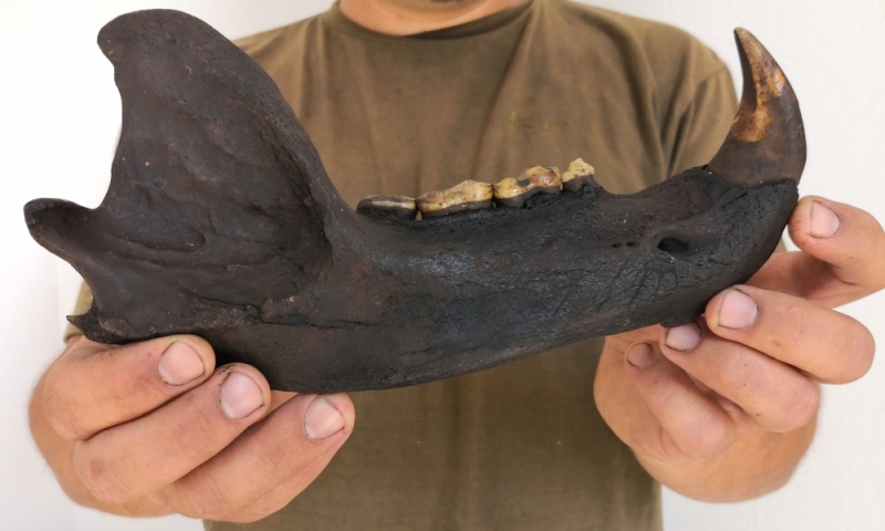Wrocławscy naukowcy badają szczątki dawnego niedźwiedzia. Badania pokażą, czy są prehistoryczne - Fot. M. Zbyryt