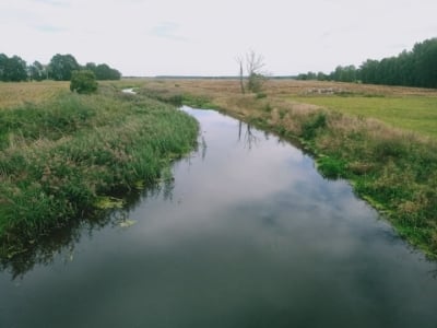 Przyducha w Baryczy - Inspektorzy WIOŚ biją na alarm