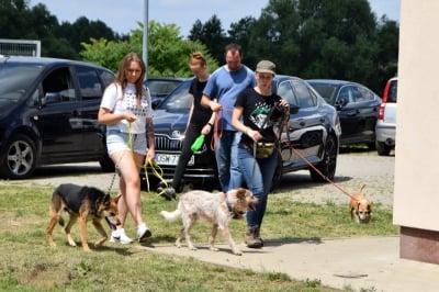 Dobra opcja to adopcja. Dzień otwarty w świdnickim schronisku