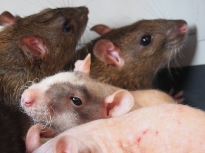11 hodowlanych szczurów w opuszczonym mieszkaniu