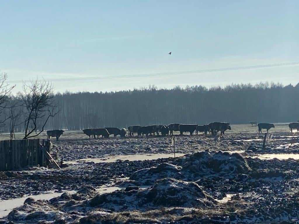 Bez zadaszenia i dostępu do wody - tak żyje w czasie mrozów wielkie stado krów koło Jelcza - Laskowic - fot. Użyczone 