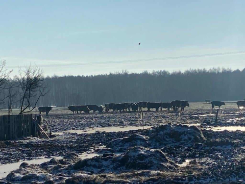 Bez zadaszenia i dostępu do wody - tak żyje w czasie mrozów wielkie stado krów koło Jelcza - Laskowic - 0