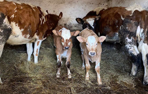 Bez zadaszenia i dostępu do wody - tak żyje w czasie mrozów wielkie stado krów koło Jelcza - Laskowic - 2