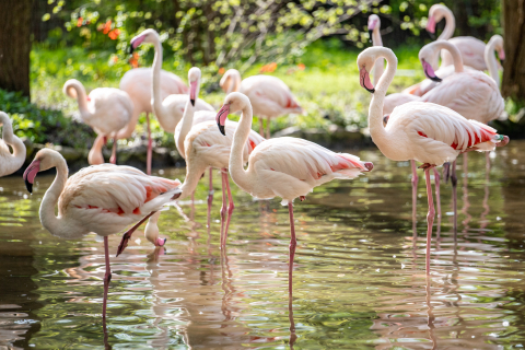 Flamingi w zoo będzie można podziwiać przez cały rok. Wybudowano im specjalny pawilon - 0
