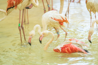 Flamingi w zoo będzie można podziwiać przez cały rok. Wybudowano im specjalny pawilon - 3