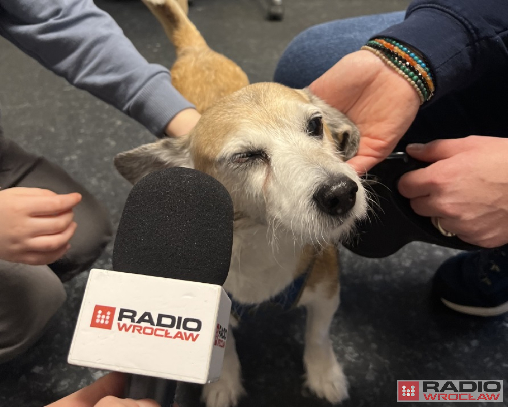 Reakcja24: Dobrostan zwierząt, czyli behawiorystka na pomoc - fot. Aleksander Ogrodnik / Radio Wrocław