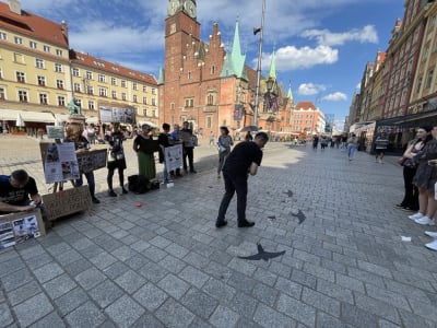 Ekolodzy: Ochrona ptaków i nietoperzy we Wrocławiu to fikcja