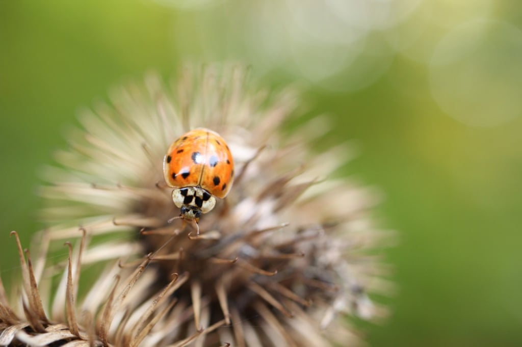 Lasy Państwowe ostrzegają przed groźnym owadem. Chodzi o... biedronki - fot. Pixabay