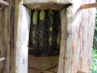 "Cementowa spadź" zagraża pszczołom i zyskom pszczelarzy