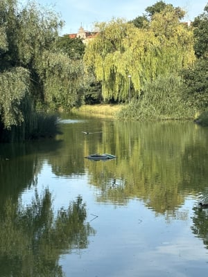 Wrocław odławia żółwie. Ludzie je kupują, a potem wyrzucają w parkach - 2