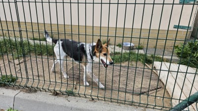 Prawie pół tysiąca czworonogów w schronisku