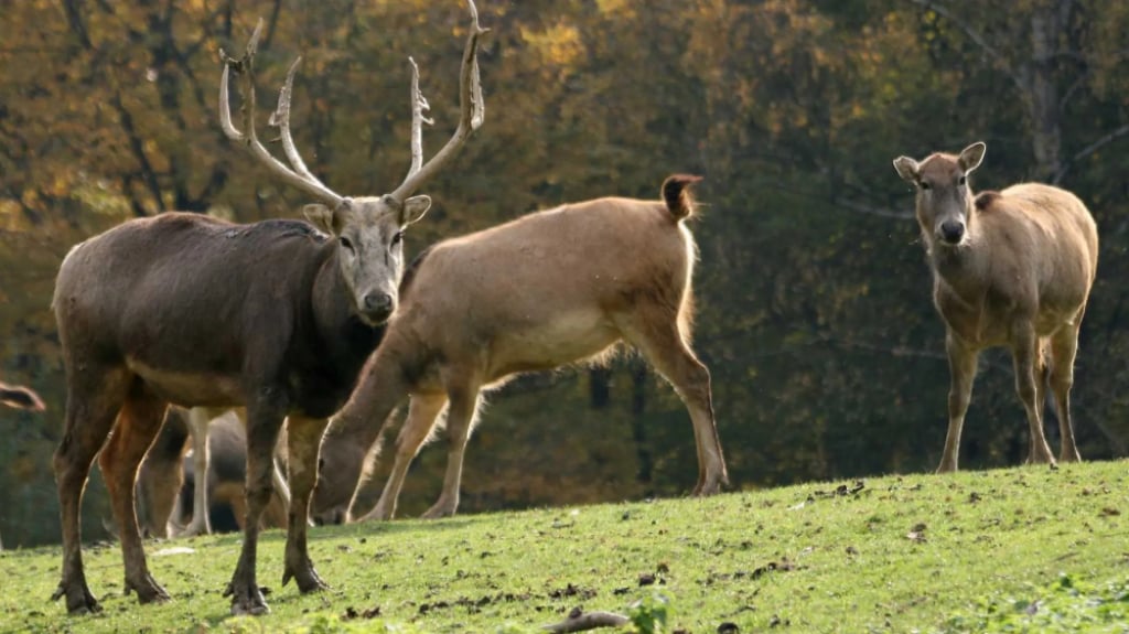 Nie żyją trzy jelenie milu z wrocławskiego zoo. Co się wydarzyło? - fot. zoo