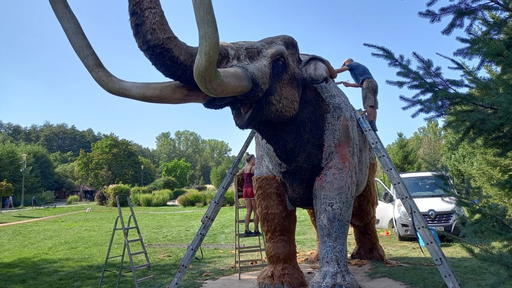 Mamut włochaty z lubińskiego zoo odzyskuje swój pierwotny wygląd - fot. RW