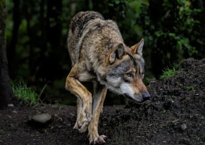 W Miliczu wilki są coraz odważniejsze. Pojawiają się przy domach