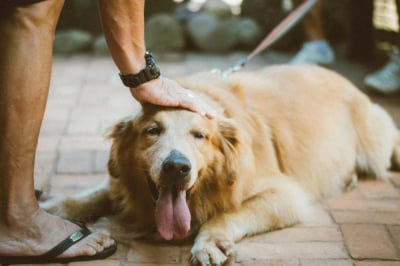 Petsitter - Twój prywatny opiekun zwierząt na czas nieobecności właściciela