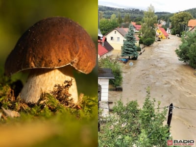 Uwaga na grzyby z terenów popowodziowych! "W tej wodzie było wszystko"