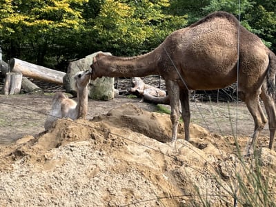 Wielbłądy z wrocławskiego zoo robią show na wybiegu!