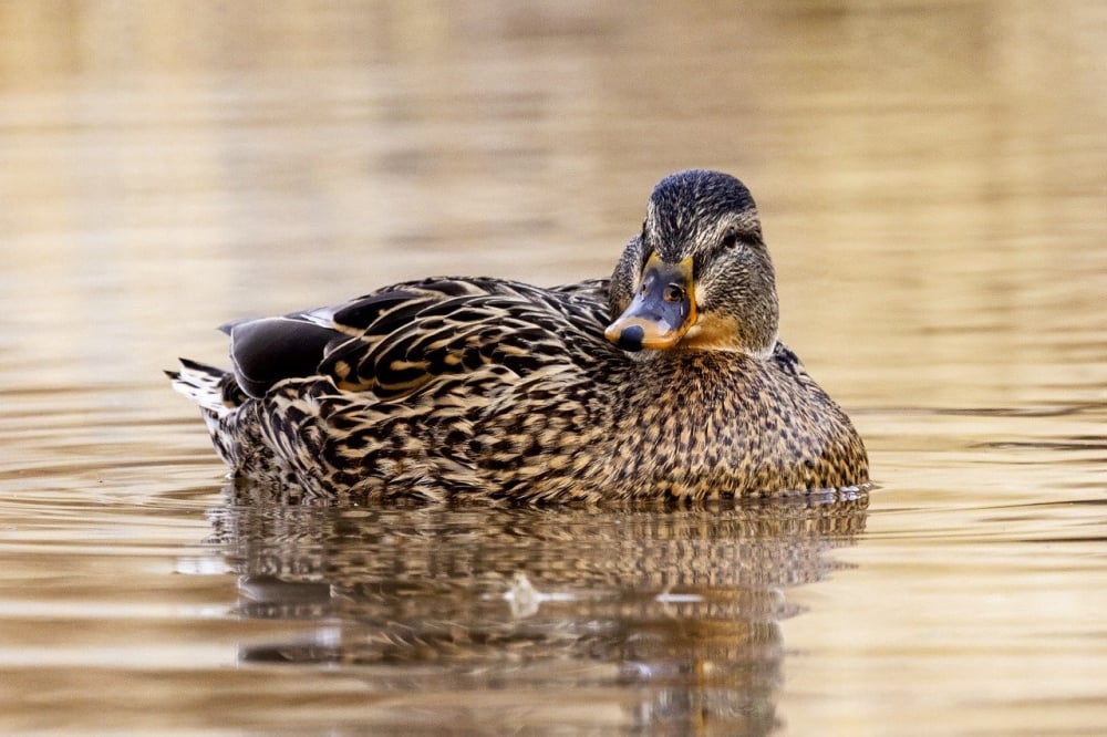 Ogniska ptasiej grypy w powiecie trzebnickim. Zutylizowano ok. 150 tys. kaczek - fot. pixabay/ zdj.poglądowe