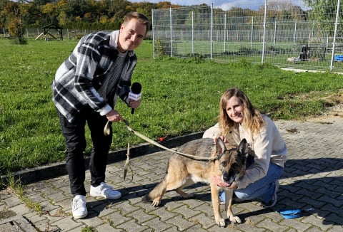 Te psy czekają na adopcję we wrocławskim schronisku - 3