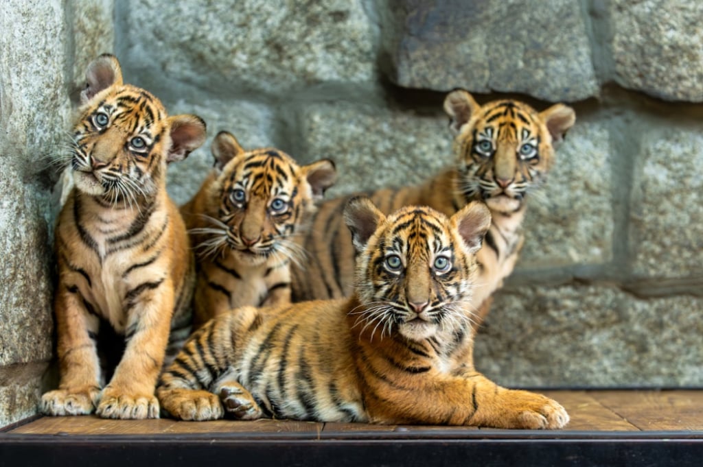 Sensacja w Zoo Wrocław! Urodziły się cztery tygrysy sumatrzańskie - Czworaczki tygrysów, zoo Wrocław