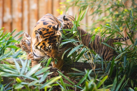 Sensacja w Zoo Wrocław! Urodziły się cztery tygrysy sumatrzańskie - 1