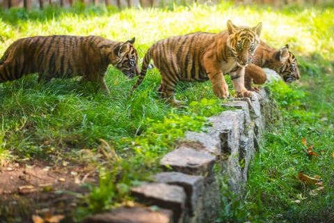 Sensacja w Zoo Wrocław! Urodziły się cztery tygrysy sumatrzańskie - 2