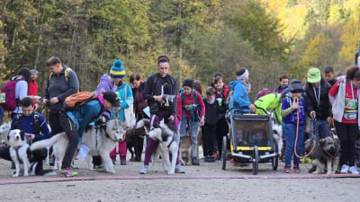 Złoty Stok: Sportowcy i ich psy na trasach finału Pucharu Polski w Dogtrekkingu