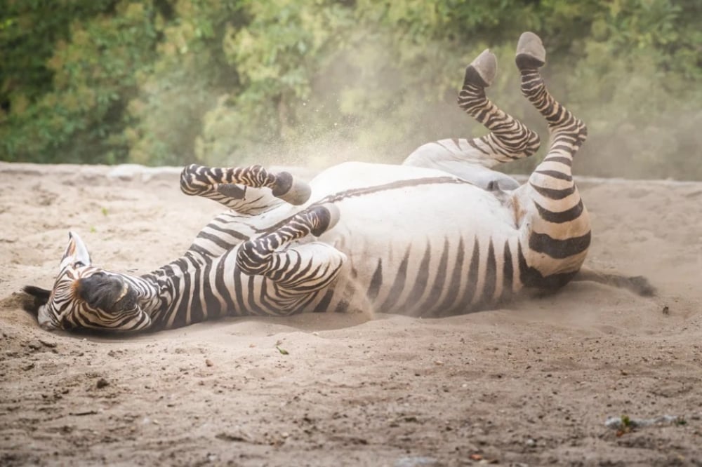 Wśród zwierząt z mikrofonem. Jakie zwierzę gościło na antenie Radia Wrocław? - zebra, foto: Zoo Wrocław