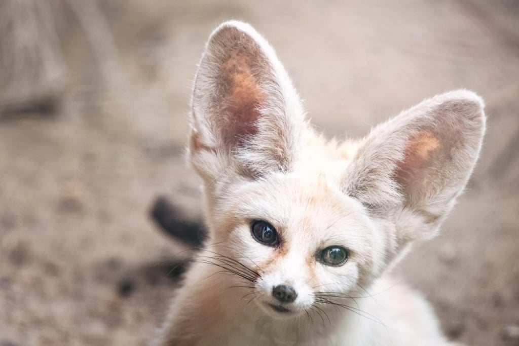 Fenek bohaterem kolejnej zagadki Radia Wrocław - Fenek, fot. Zoo Wrocław