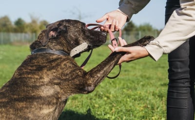 Przyjdź, poznaj, pokochaj i adoptuj. Dni otwarte wrocławskiego schroniska