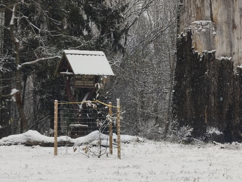 Obumarł, ale nadal rośnie! Dąb Chrobry z Piotrowic doczekał się klona - 0